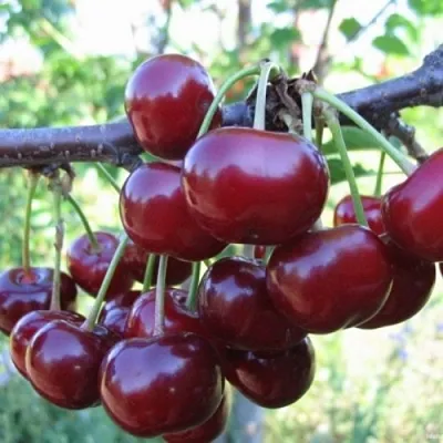 Вишня НОРД СТАР в Улан-Удэ