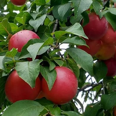 Плумкот БИРИКОККОЛО ГИГАНТЕ ДИ БУДРИО  Плумкот БИРИКОККОЛО ГИГАНТЕ ДИ БУДРИО в Улан-Удэ