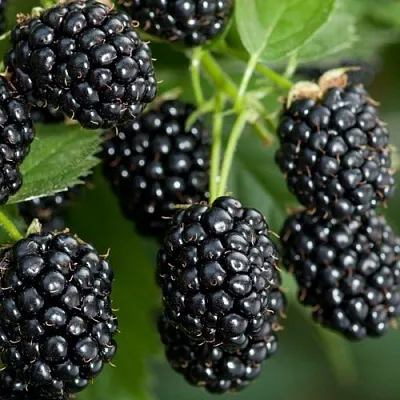 Ежевика ЧЕРНАЯ МАГИЯ ремонтантная  Ежевика ЧЕРНАЯ МАГИЯ ремонтантная в Улан-Удэ