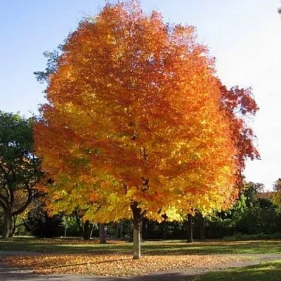 Клен серебристый  Клен серебристый в Улан-Удэ