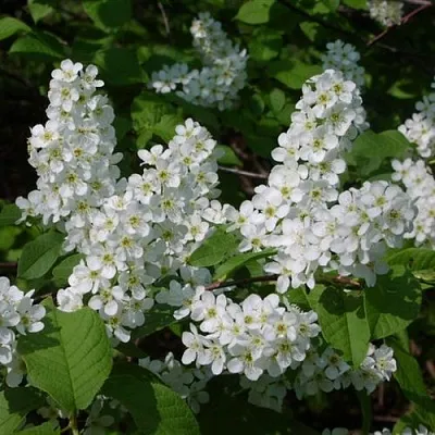 Черемуха ПАМЯТИ САЛАМАТОВА  Черемуха ПАМЯТИ САЛАМАТОВА в Улан-Удэ