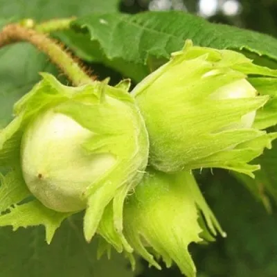 Фундук КАТАЛОНСКИЙ  Фундук КАТАЛОНСКИЙ в Улан-Удэ