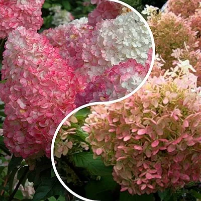 Комплект МАЛИНОВЫЙ ЗАКАТ в Улан-Удэ