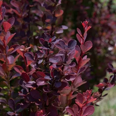 Барбарис ХЕЛМОНД ПИЛЛАР тунберга  Барбарис ХЕЛМОНД ПИЛЛАР тунберга в Улан-Удэ