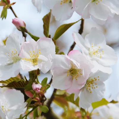 Вишня ОКАМЕ в Улан-Удэ