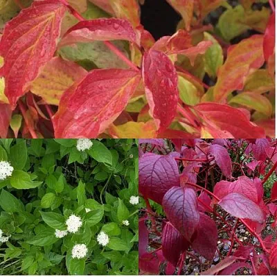 Комплект СЕВЕРНОЕ СИЯНИЕ в Улан-Удэ