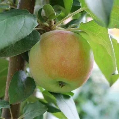 Яблоня ПОДСНЕЖНИК стелющаяся  Яблоня ПОДСНЕЖНИК стелющаяся в Улан-Удэ