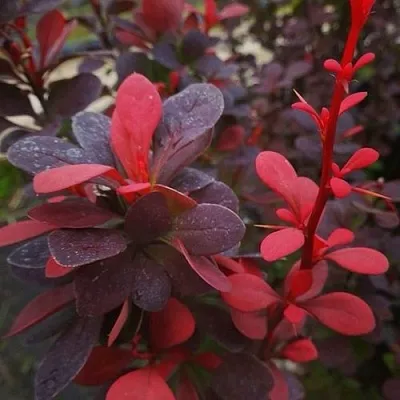 Барбарис РЕД ПИЛЛАР тунберга  Барбарис РЕД ПИЛЛАР тунберга в Улан-Удэ