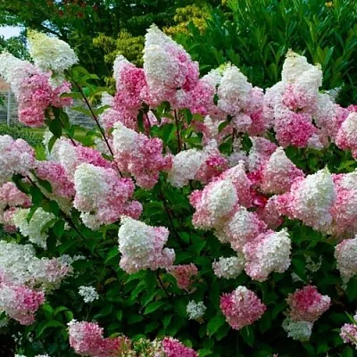 Гортензия  Гортензия в Улан-Удэ