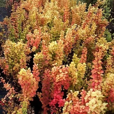 Барбарис САММЕР САНСЕТ тунберга  Барбарис САММЕР САНСЕТ тунберга в Улан-Удэ