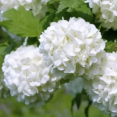 Калина декоративная  Калина декоративная в Улан-Удэ