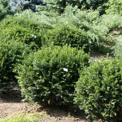 Тис НАНА остроконечный   Тис НАНА остроконечный  в Улан-Удэ