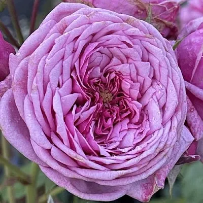 Саженцы роз ДЬЮРАНС АНСЬОН шраб  Саженцы роз ДЬЮРАНС АНСЬОН шраб в Улан-Удэ