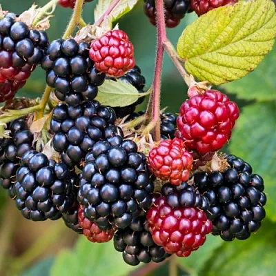 саженцы ежевики саженцы ежевики