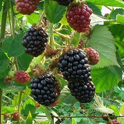 Ежевика ЧЕСТЕР бесшипная  Ежевика ЧЕСТЕР бесшипная в Улан-Удэ