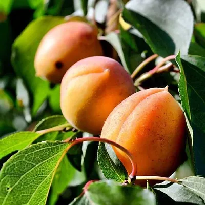 Абрикос БАЙ  Абрикос БАЙ в Улан-Удэ