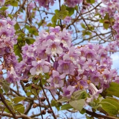 Павлония ПАО ТОГН Z07 в Улан-Удэ