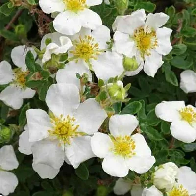 Лапчатка ТИЛФОРД КРИМ кустарниковая  Лапчатка ТИЛФОРД КРИМ кустарниковая в Улан-Удэ