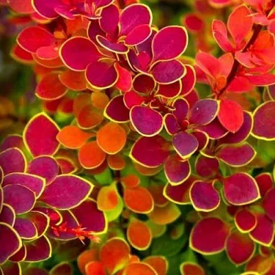 Барбарис ОРАНЖ САНРАЙЗ тунберга  Барбарис ОРАНЖ САНРАЙЗ тунберга в Улан-Удэ