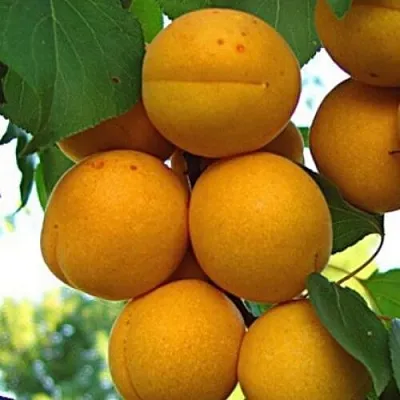 Абрикос ОНТАРИО  Абрикос ОНТАРИО в Улан-Удэ