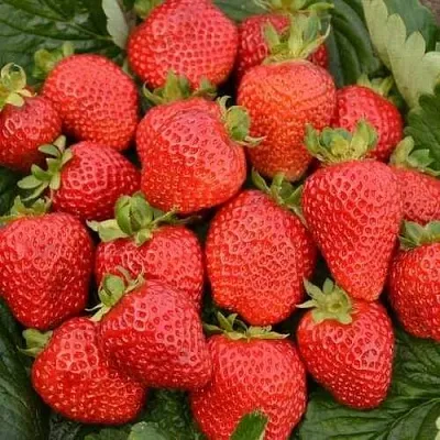 Клубника САН АНДРЕАС ремонтантная  Клубника САН АНДРЕАС ремонтантная в Улан-Удэ