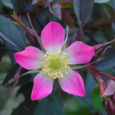 Саженцы роз сизая — описание сорта Саженцы роз сизая в Улан-Удэ