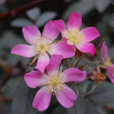 Саженцы роз сизая — описание сорта Саженцы роз сизая в Улан-Удэ