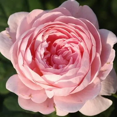 Саженцы роз КУИН ОФ СУИДЕН английская  Саженцы роз КУИН ОФ СУИДЕН английская в Улан-Удэ