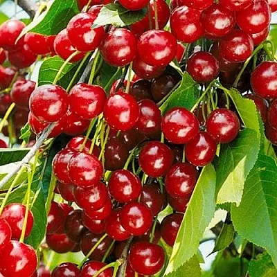 Вишня БРУСНИЦЫНА степная в Улан-Удэ