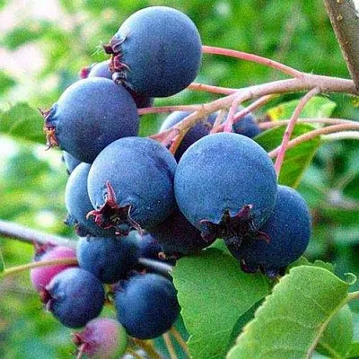 Ирга ПЕМБИНА в Улан-Удэ