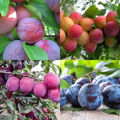 Комплект СЛИВОВЫЙ САД в Улан-Удэ