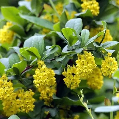 Барбарис корейский  Барбарис корейский в Улан-Удэ