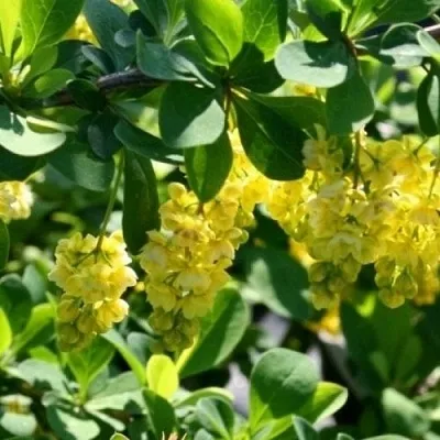 Барбарис ИНДИАН САММЕР   Барбарис ИНДИАН САММЕР  в Улан-Удэ