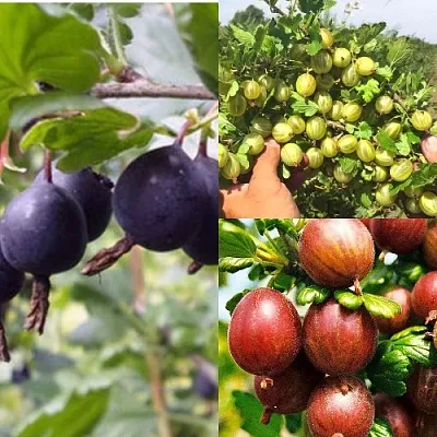 Комплект КРЫЖОВНИК MIX в Улан-Удэ