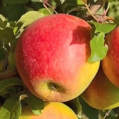 Яблоня САКАВИТА  Яблоня САКАВИТА в Улан-Удэ