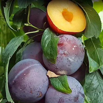 НЕКТАПРИУМ  НЕКТАПРИУМ в Улан-Удэ