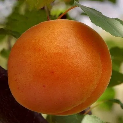 Абрикос ОЛИМП  Абрикос ОЛИМП в Улан-Удэ