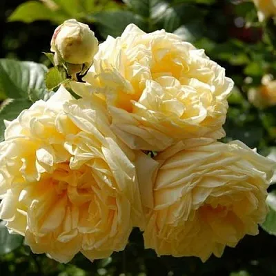 Саженцы роз НАДЯ МЕЙДИЛАНД почвопокровная  Саженцы роз НАДЯ МЕЙДИЛАНД почвопокровная в Улан-Удэ