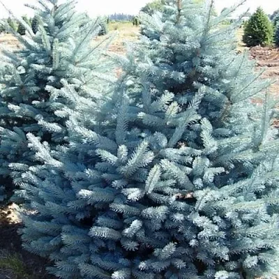 Ель ГЛАУКА колючая  Ель ГЛАУКА колючая в Улан-Удэ