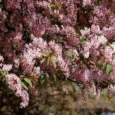 Черемуха  Черемуха в Улан-Удэ