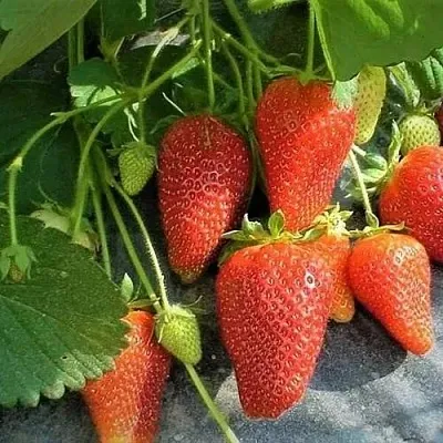 Клубника РОКСАНА  Клубника РОКСАНА в Улан-Удэ