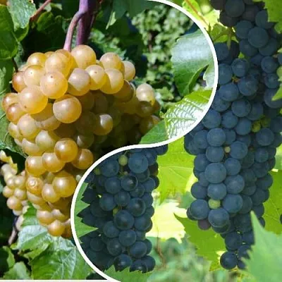 Комплект ИНЬ-ЯНЬ в Улан-Удэ