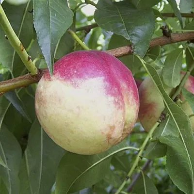 ПИЧЕРИН  ПИЧЕРИН в Улан-Удэ