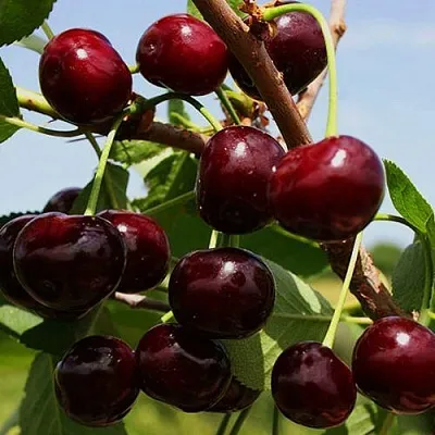 Вишня РОВЕСНИЦА в Улан-Удэ