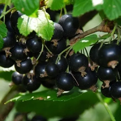 Смородина черная ГЛОБУС в Улан-Удэ