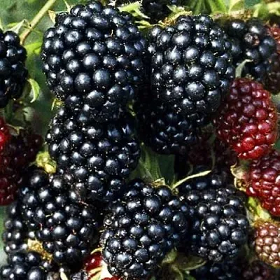 Ежевика ЭВЕРГРИН бесшипная  Ежевика ЭВЕРГРИН бесшипная в Улан-Удэ