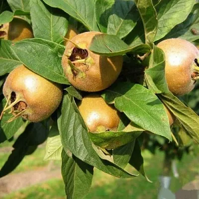 МУШМУЛА  в Улан-Удэ