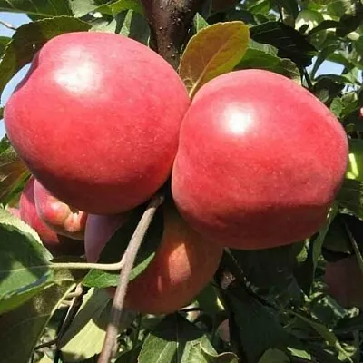 Яблоня ЗАСЛАВСКОЕ  Яблоня ЗАСЛАВСКОЕ в Улан-Удэ