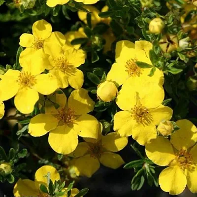 Лапчатка ХАКМАНС ГИГАНТ кустарниковая  Лапчатка ХАКМАНС ГИГАНТ кустарниковая в Улан-Удэ