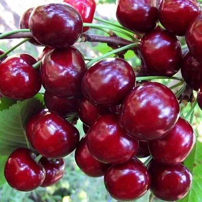 Вишня ЖУКОВСКАЯ в Улан-Удэ